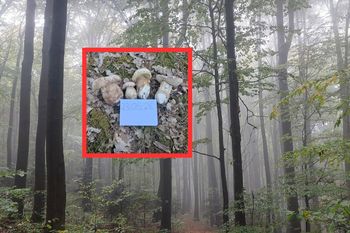 23 maja wszedł do lasu. Grzybiarze zazdroszczą. "Piękne okazy"
