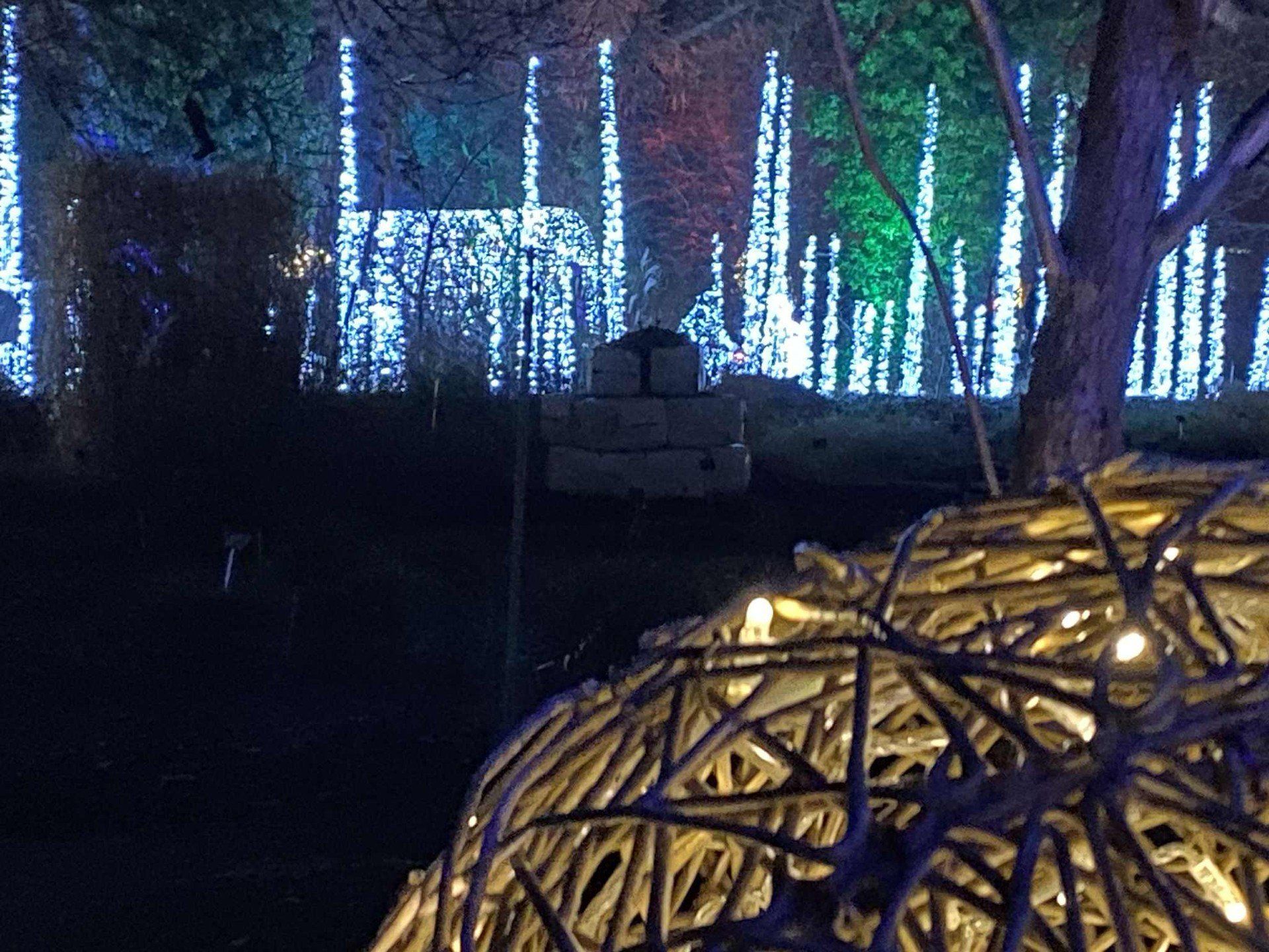 Iluminacje w ogrodzie botanicznym