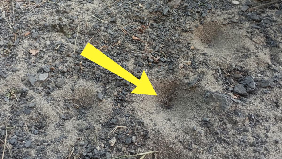 Pułapki w lesie. Zastawia je mrówkolew.