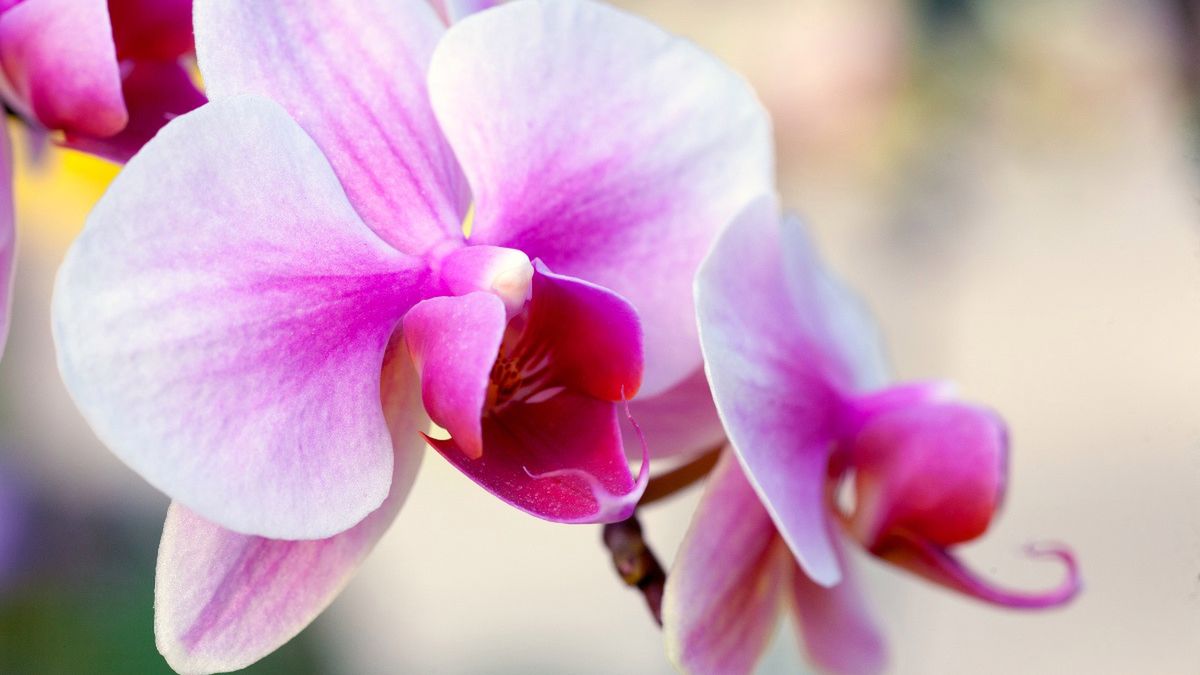 storczyk [123rf.com]