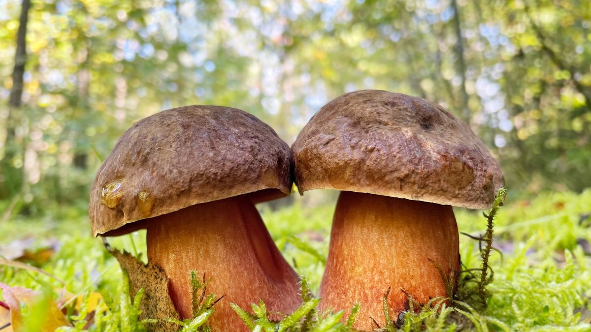 Borowik ceglastopory (Neoboletus erythropus)