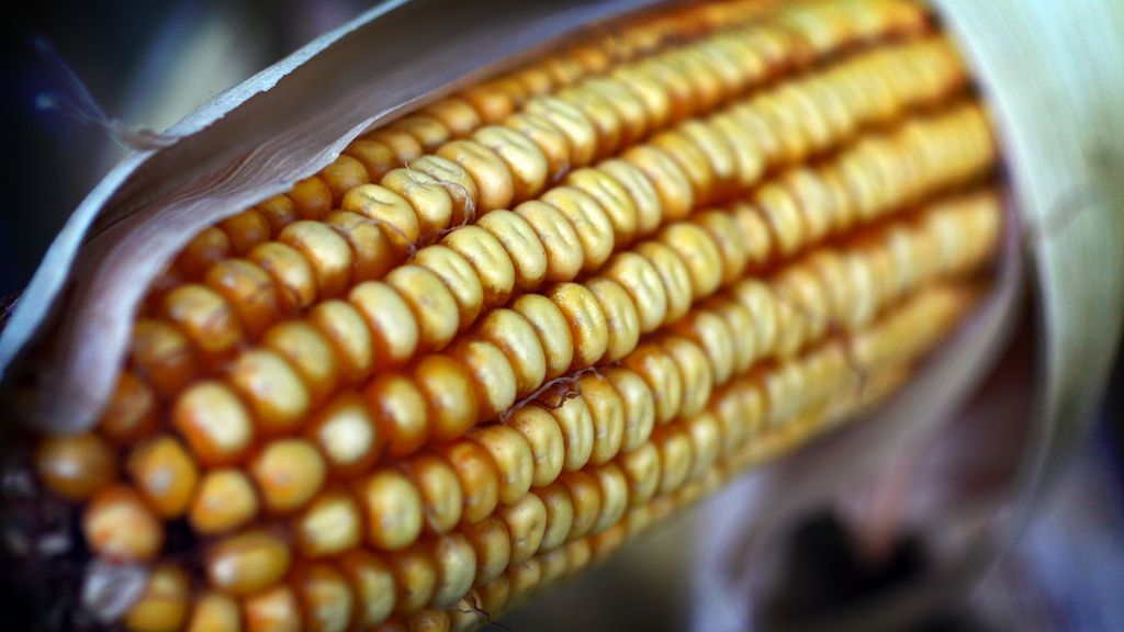 Suszona żółta kukurydza