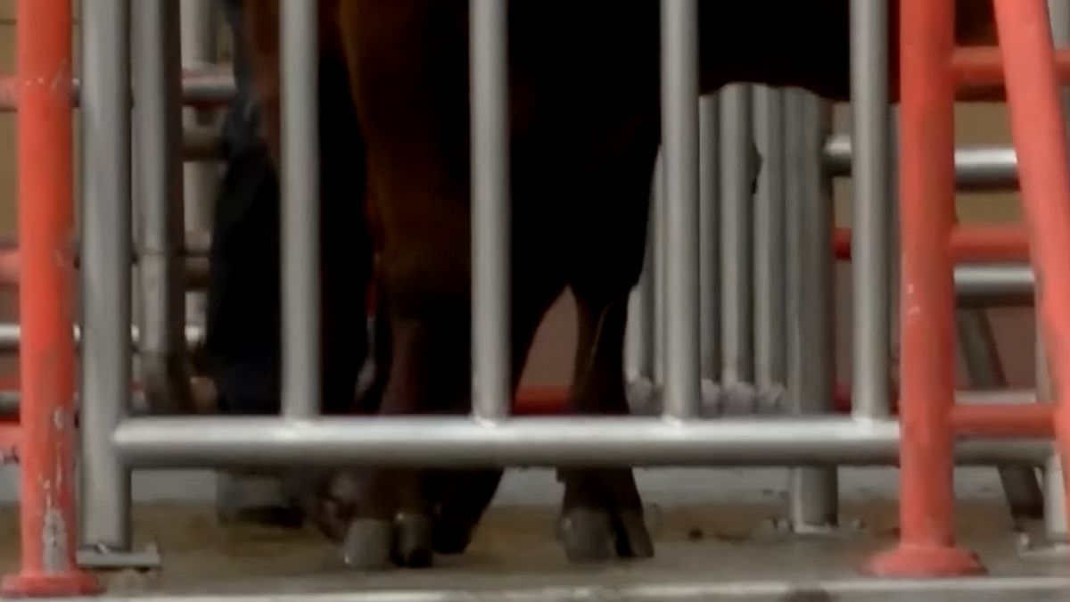 Reporter Uwagi! zatrudnił się w jednej ze śląskich ubojni.