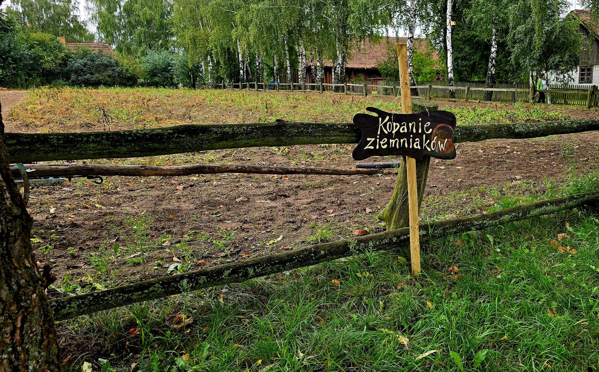 Wykopki 