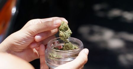 Jedyna taka poradnia w Lublinie. Pacjenci będą leczeni medyczną marihuaną