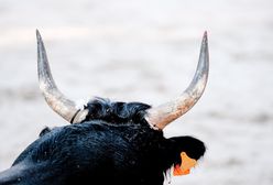 Byk uciekł z parady. Co najmniej pięć osób rannych podczas festynu