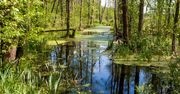 "Skarby polskiej natury". 40 mln zł trafi do parków narodowych