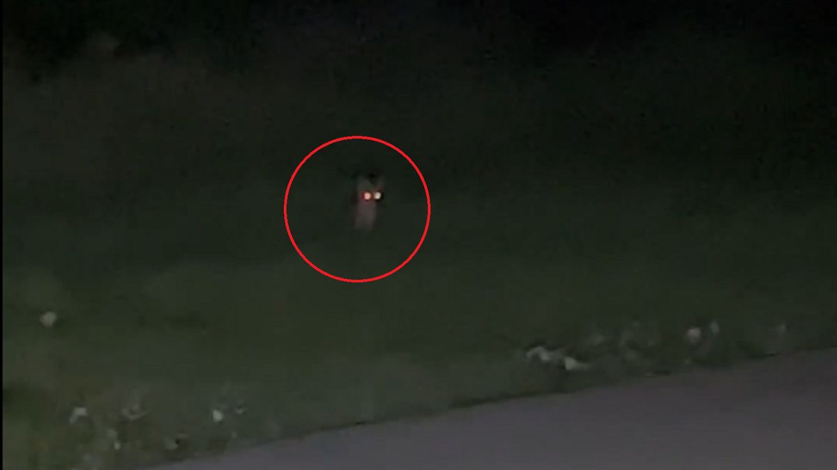 Oczy zwierząt w nocy świecą się dzięki błonie odblaskowej,