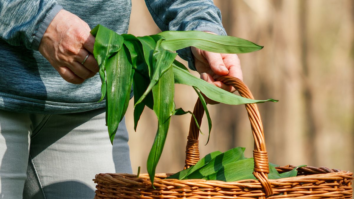 Wiele osób zrywa dziki czosnek niedźwiedzi. To karalne