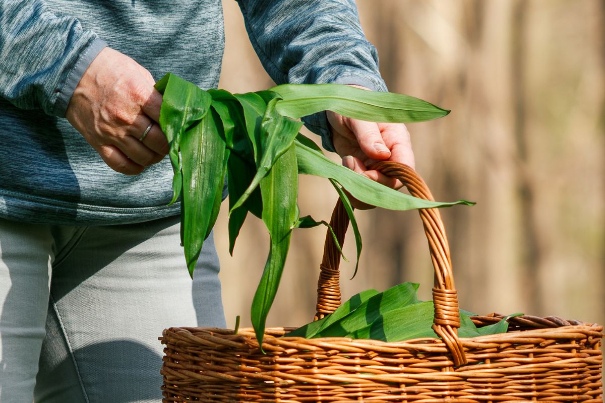 Wiele osób zrywa dziki czosnek niedźwiedzi. To karalne