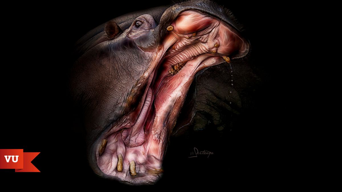 Fotograf chroni zwierzęta, dzięki swojemu perfekcyjnemu rzemiosłu 1