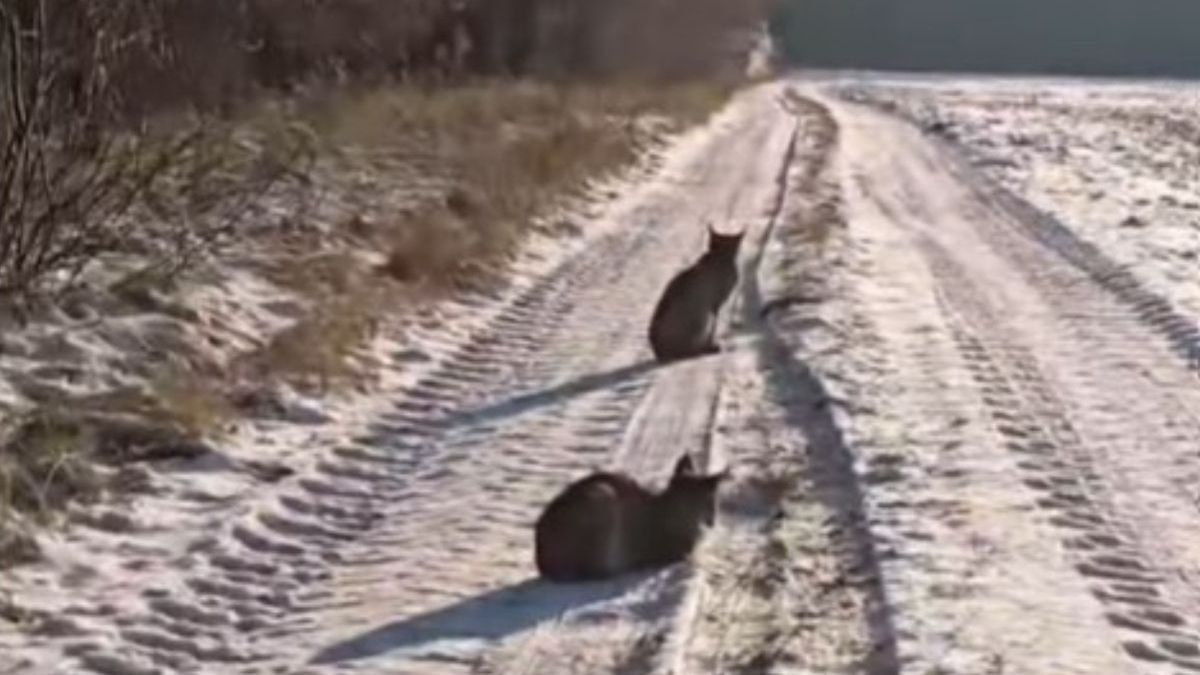 Niezwykłe spotkanie w lesie. Dwa rysie uchwycone na nagraniu