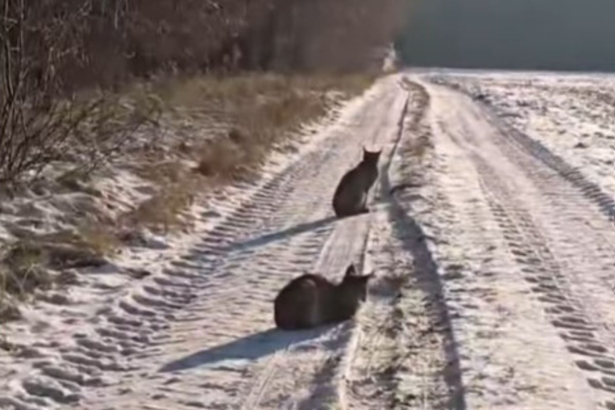 Leśnik zobaczył je na ścieżce. Nawet nie uciekały. Już 30 tys. wyświetleń