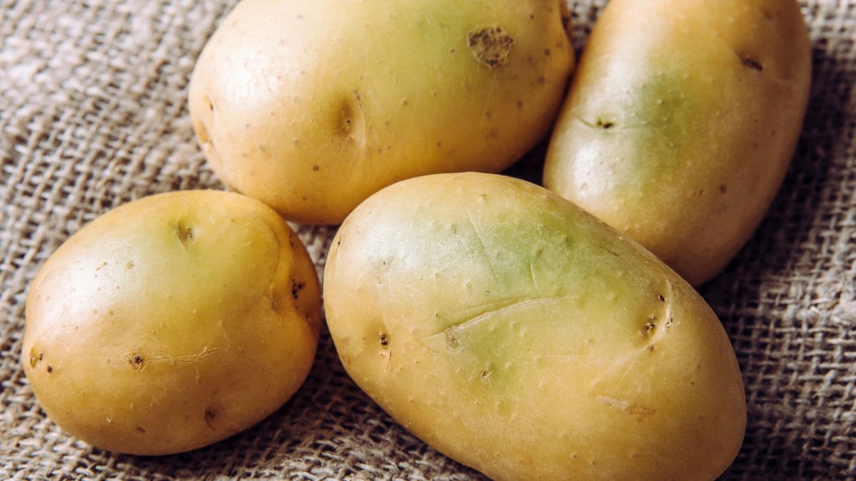 Czy można jeść zielone ziemniaki?