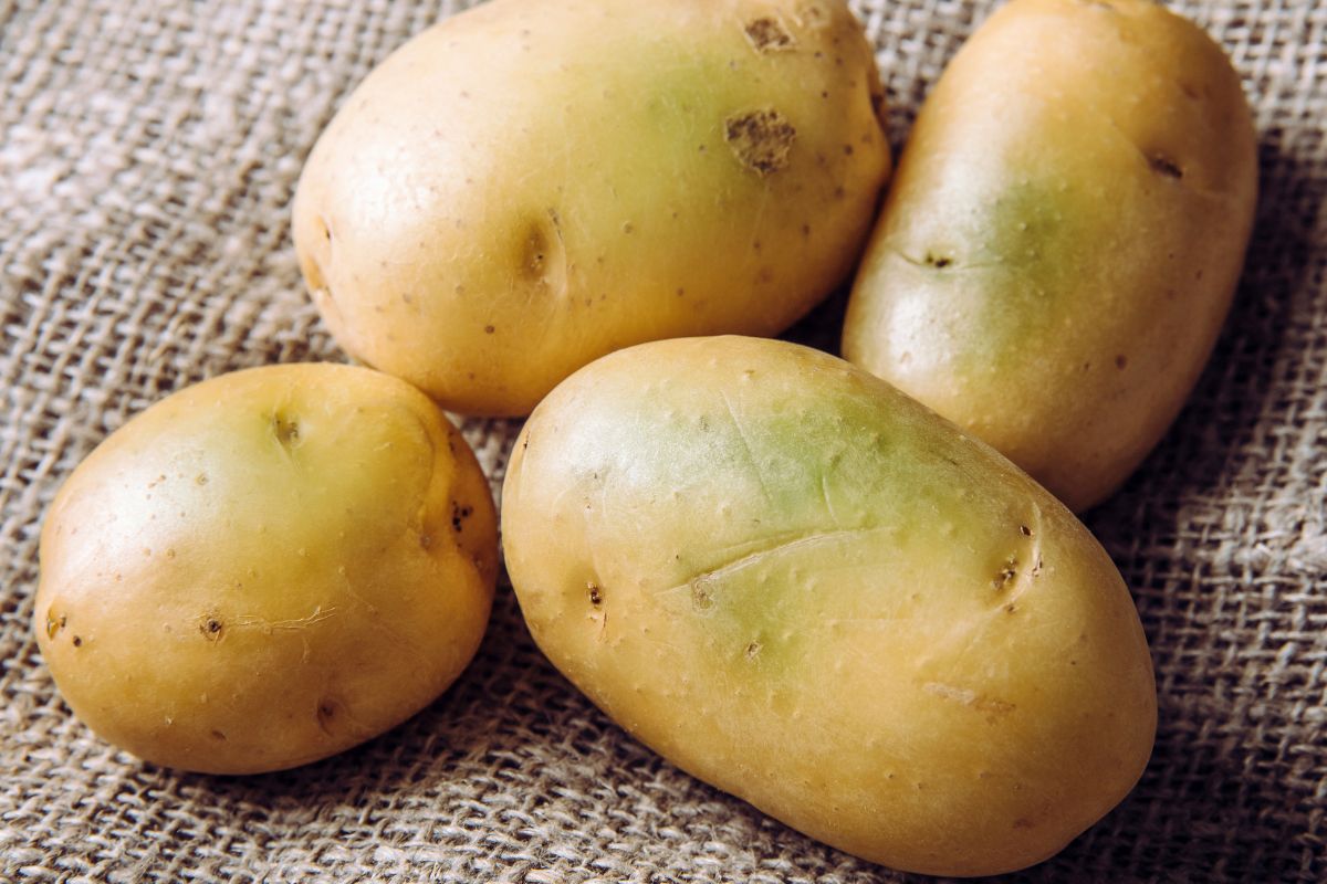 Czy można jeść zielone ziemniaki?