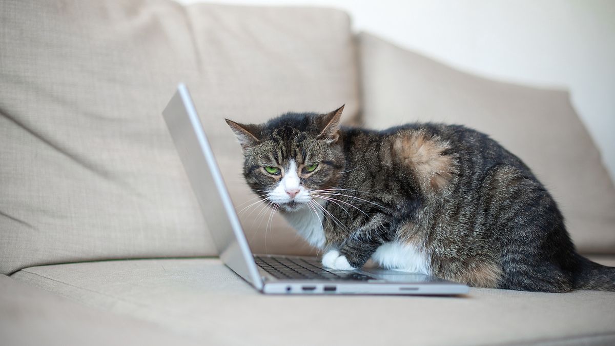 kot na komputerze