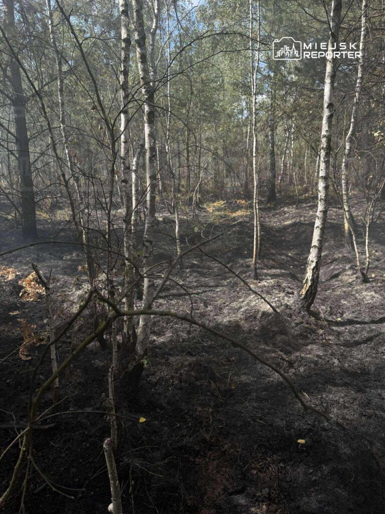Zniszczony teren leśny z poparzonymi drzewami i czarnym, popiołowym podłożem. W tle widać zarośla i dym.