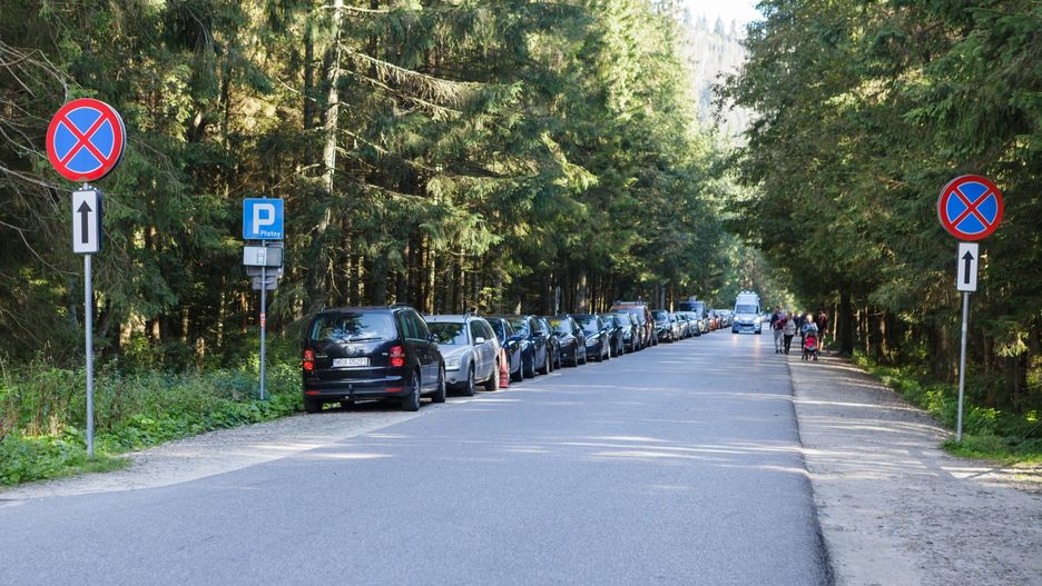 palenica białczańska