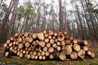 Polskie lasy znikają w piecach elektrowni? "Udajemy, że to OZE"