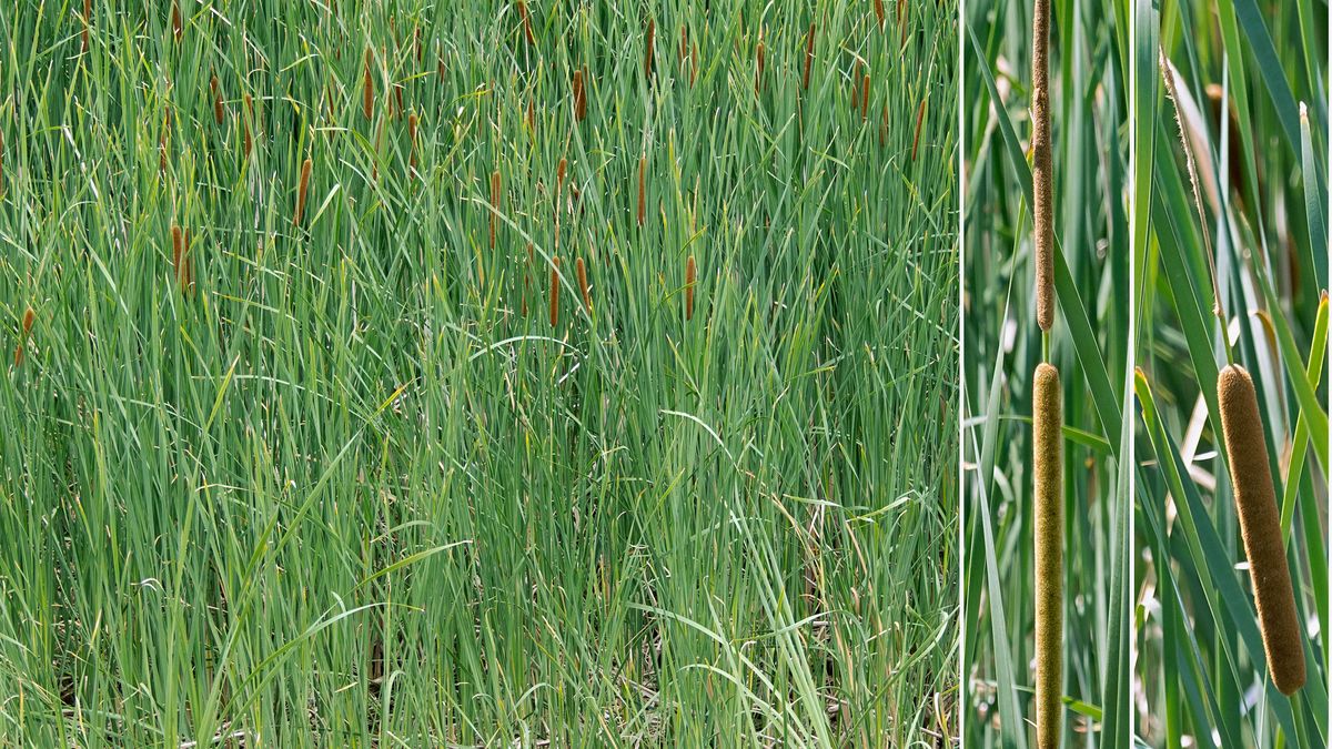 Pędy liści ożypałki