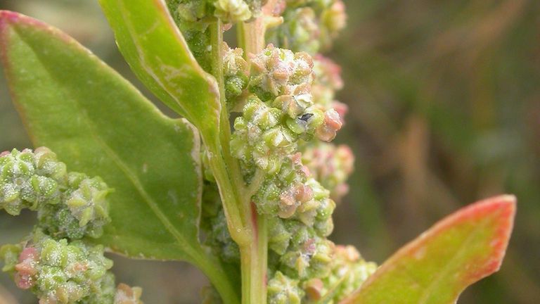 Komosa biała gotowana na parze