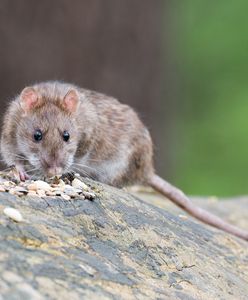 Szczury - widmo. Mieszkańcy alarmują
