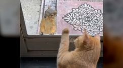 Kot i wiewiórka. Spotkanie przez szybę