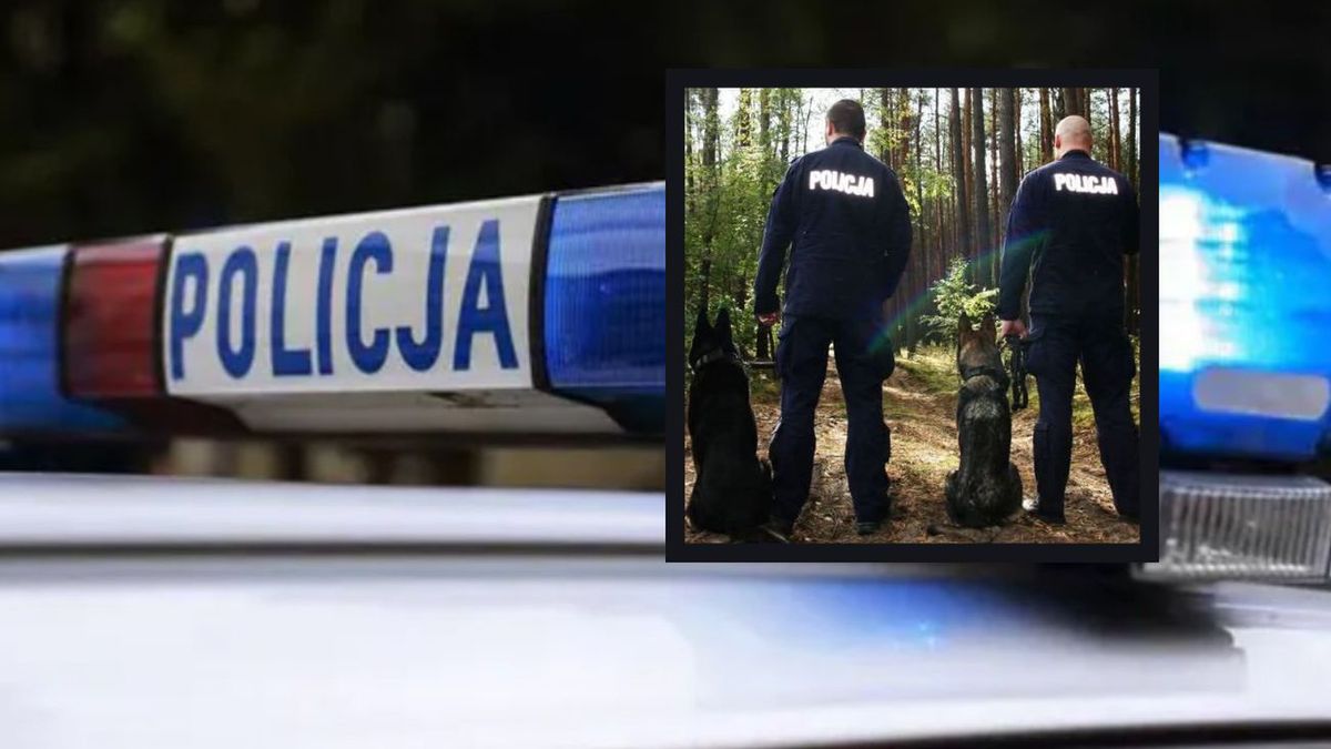 Tragiczny transport policyjnych psów: jeden nie przeżył, drugi w