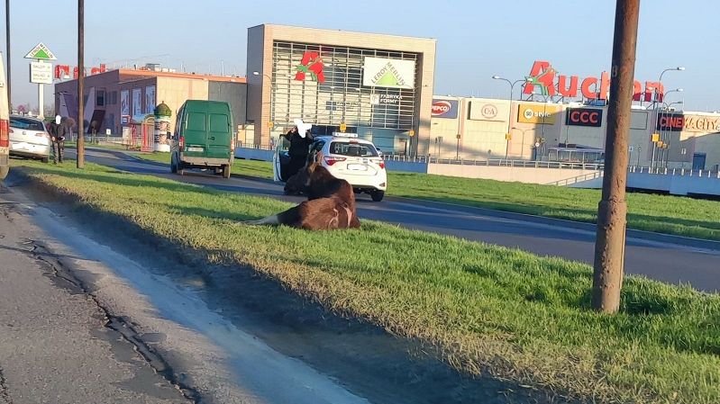 Potrącony łoś na al. Witosa w Lublinie
