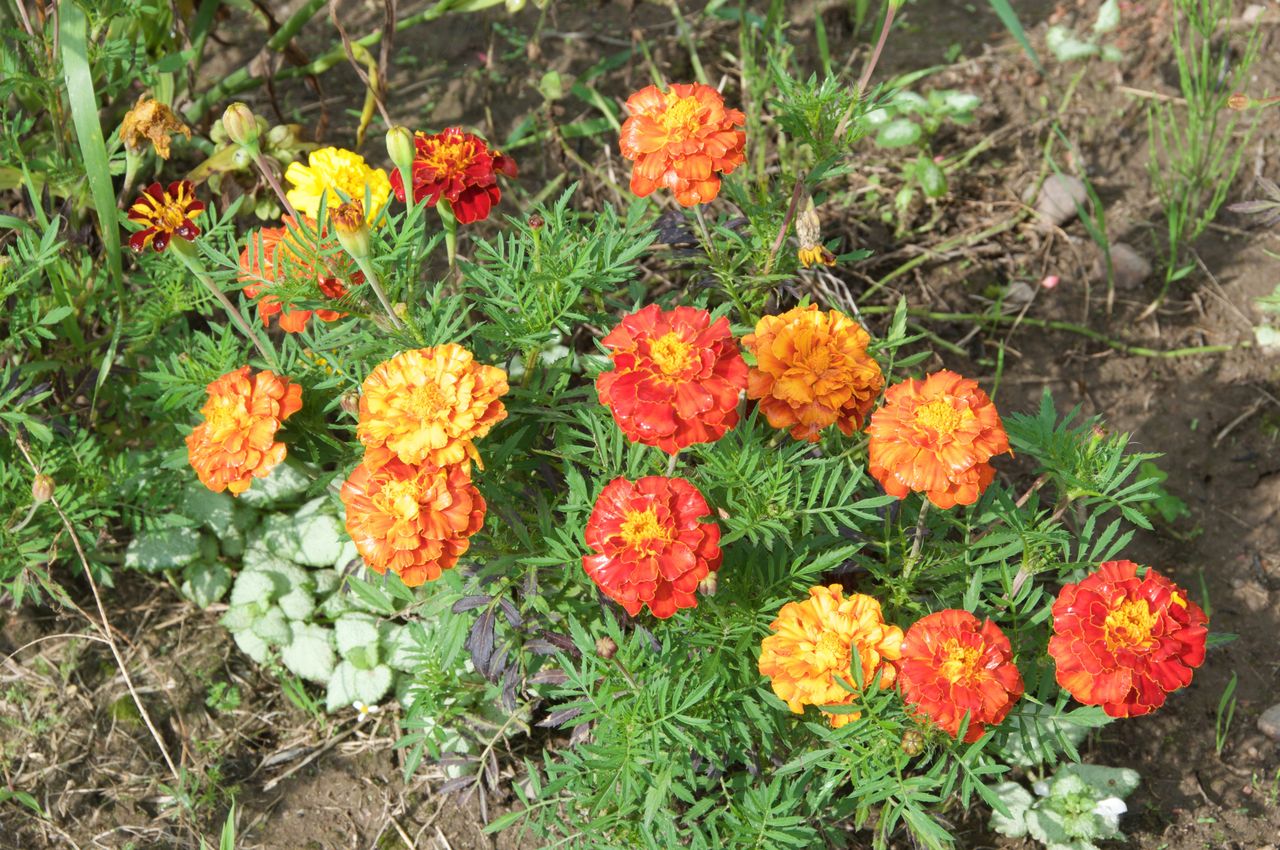 Kiedy siać aksamitki na rozsadę, a kiedy do gruntu? Termin ma znaczenie