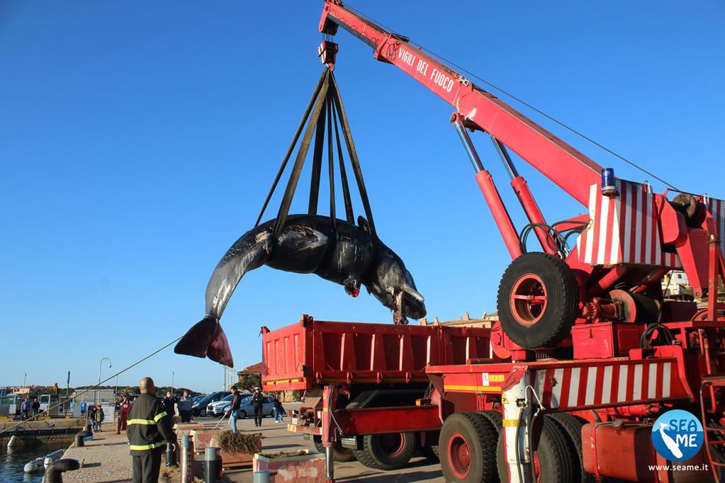 Kolejny martwy wieloryb. Tym razem aż 22 kg plastiku w żołądku