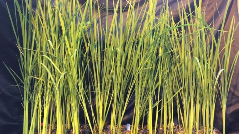 ryż do uprawy w kosmosie