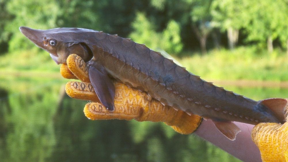 Surowe ryby jesiotrowate