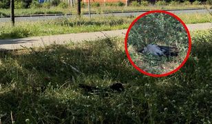 "Jest pogrom w całej Warszawie". Dziesiątki martwych ptaków, co się dzieje?