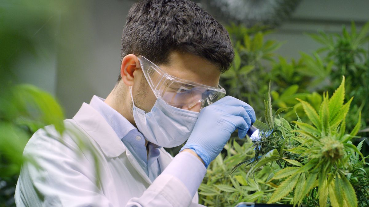 Spółka Hemp&Health poinformowała o podpisaniu umowy i wzbudziła duże poruszenie na giełdzie