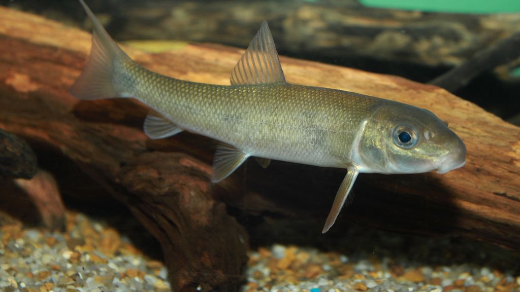 Surowy czukuczan biały