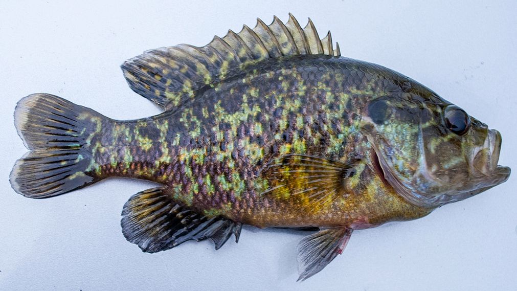 Surowy samogłów (pumpkin seed)