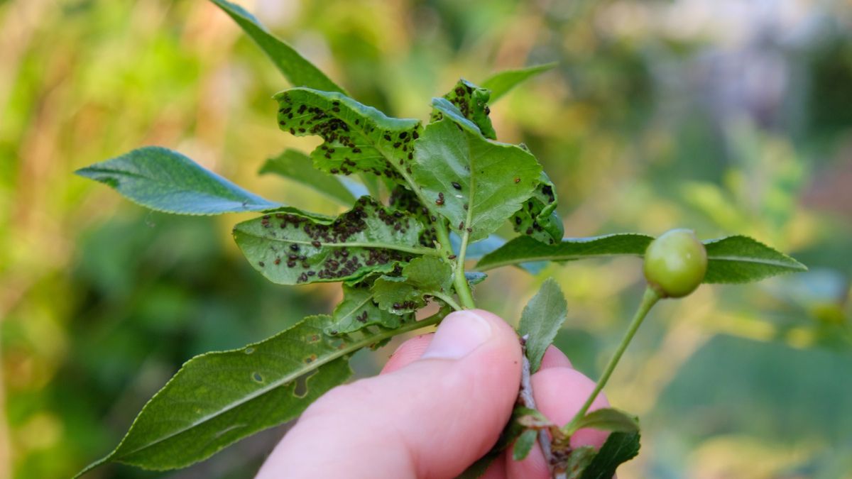 Domowy oprysk na mszyce jest niezwykle skuteczny
