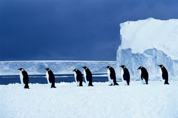 Czerwona lista. Pingwiny cesarskie zagrożone wyginięciem