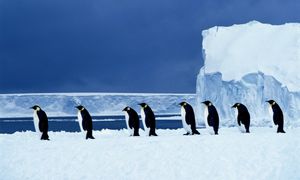 Czerwona lista. Pingwiny cesarskie zagrożone wyginięciem