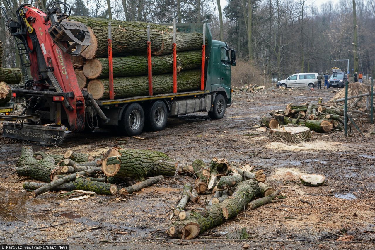 Sprzedaż drewna. "Firmy mogą nie doczekać zmian"