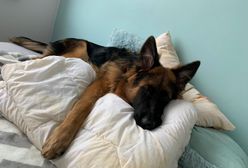 Wrocław. Koronawirus nie daje za wygraną, ale schronisko pozostaje otwarte