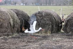 One poczuły już wiosnę. Pierwsze bociany dotarły do Polski