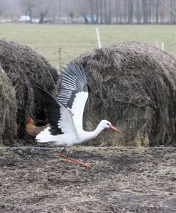 One poczuły już wiosnę. Pierwsze bociany dotarły do Polski