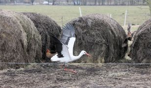 One poczuły już wiosnę. Pierwsze bociany dotarły do Polski