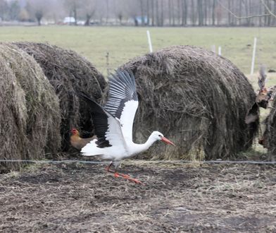 One poczuły już wiosnę. Pierwsze bociany dotarły do Polski