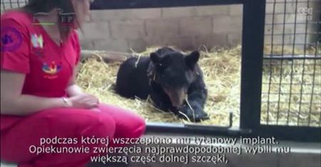 Uratowany z cyrku niedźwiedź czarny wraca do zdrowia po operacji szczęki