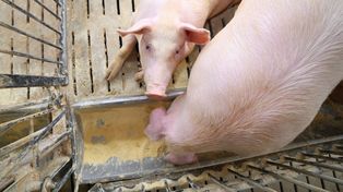 Ceny świń mają się zmienić. Ekonomiści prognozują jeden kierunek