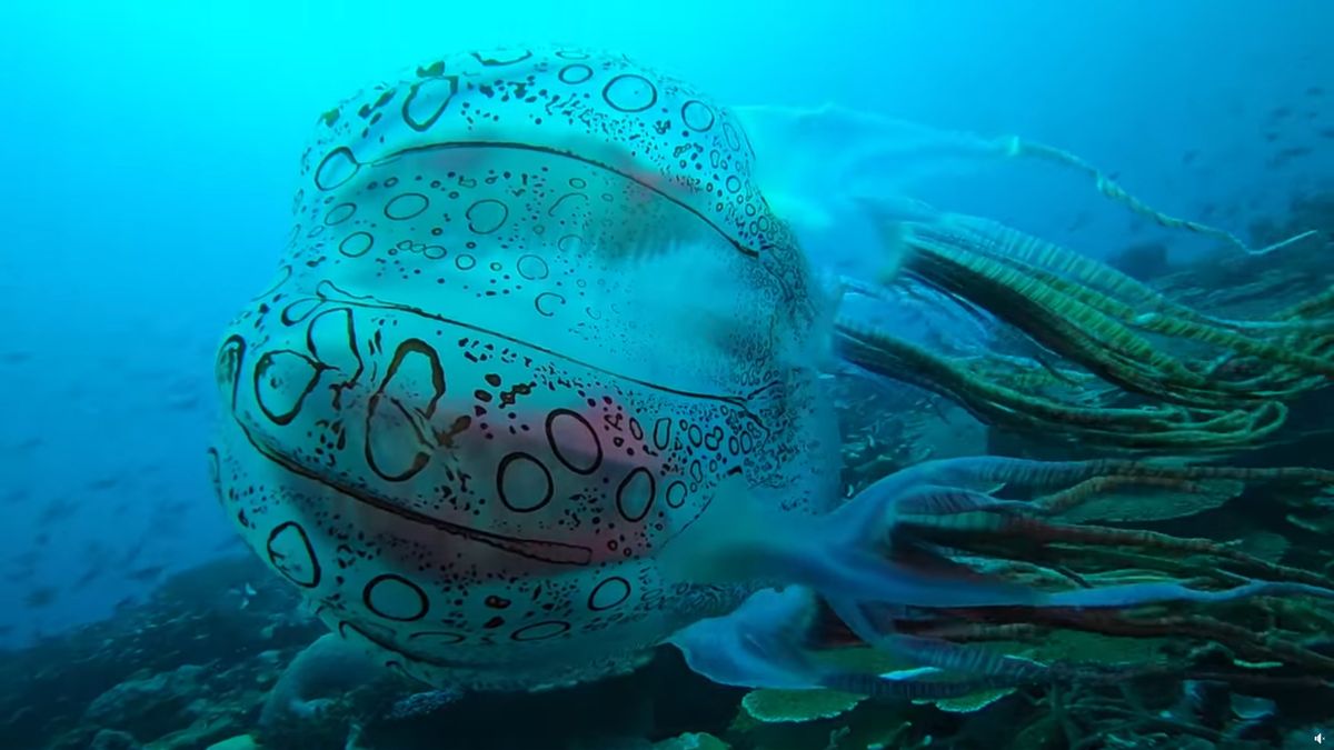 Pierwszy raz w historii nagrano to zwierzę. Jest niesamowicie rzadkie 1