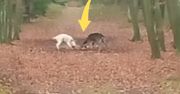 Co za pojedynek. Leśnicy pokazali nagranie z Puszczy Noteckiej